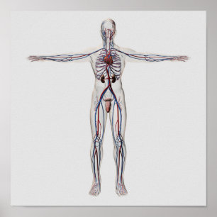 Poster Illustration Médicale : Système de reproduction ma