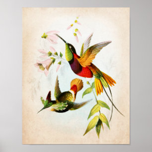 Poster Illustration No. de colibri art d'oiseau de 15