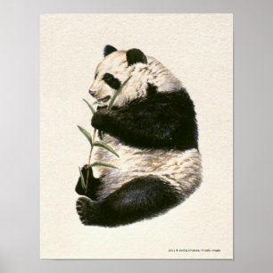 Poster Illustration of Giant panda feeding on bamboo