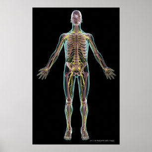 Poster Illustration of the nervous system