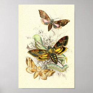 Poster Illustration Papillon