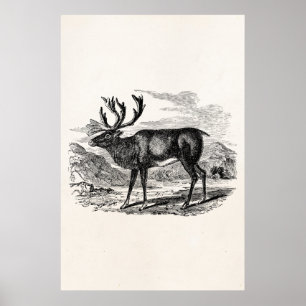 Poster Illustration personnalisée des cerfs de rennes vin