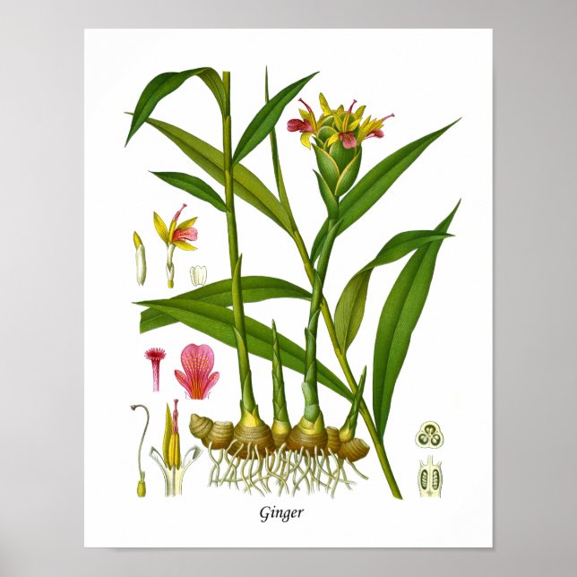 Poster Illustration Plante Gingembre Juice Bar Décor (Devant)