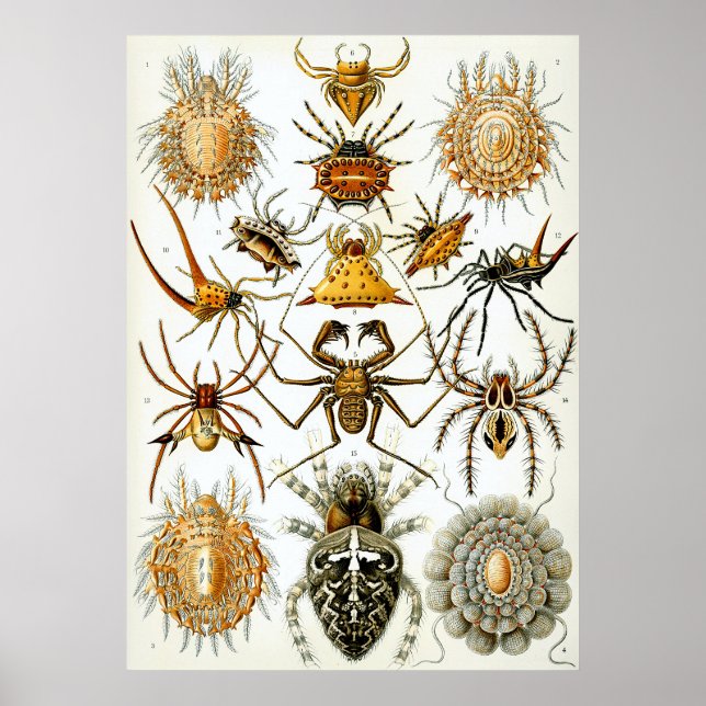 Poster Illustration scientifique Arachnid (Devant)