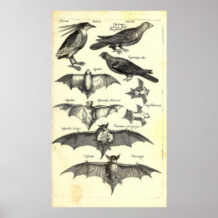 Poster Illustration scientifique des oiseaux et des chauv
