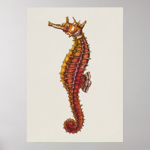 Poster Illustration Seahorse