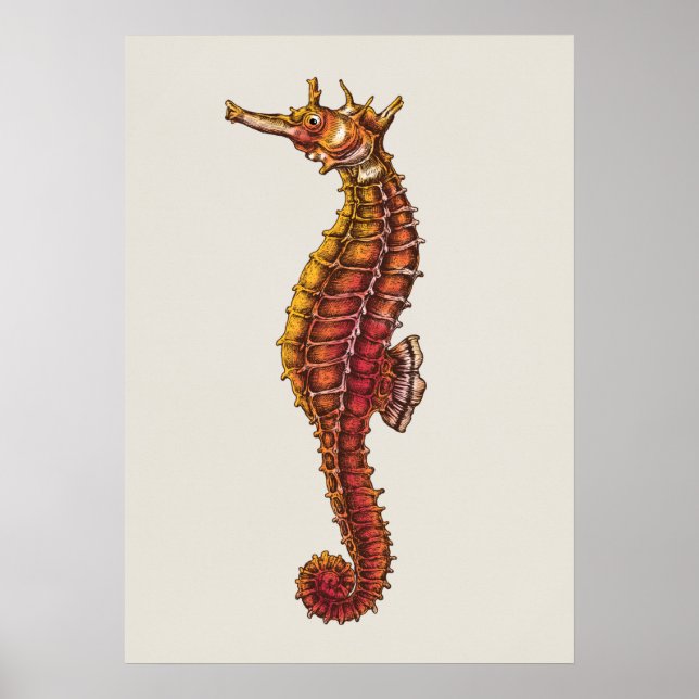 Poster Illustration Seahorse (Devant)