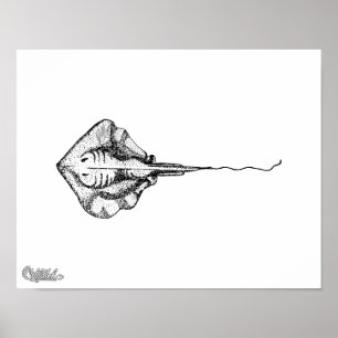 Poster Illustration Stingray