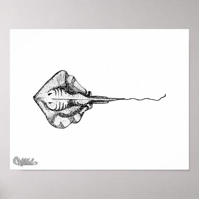 Poster Illustration Stingray (Devant)