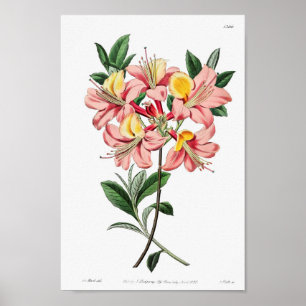 Poster Illustration vintage