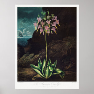 Poster Illustration vintage