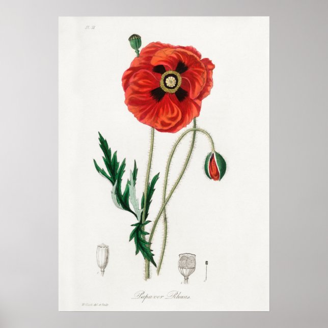 Poster Illustration vintage (Devant)