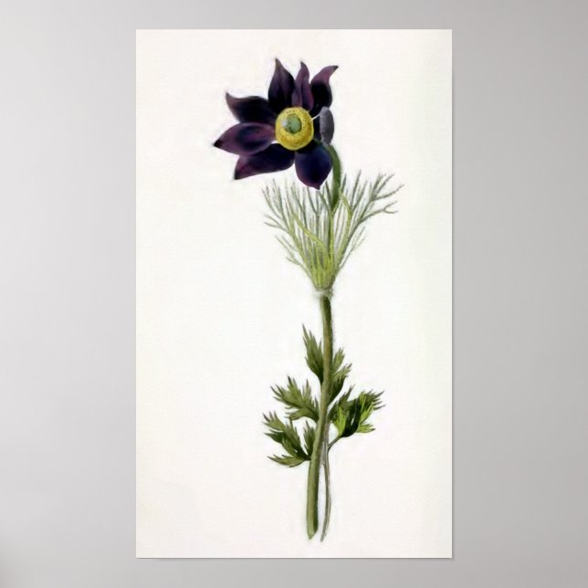 Poster Illustration Vintage "Anemone Pulsatilla" (Devant)