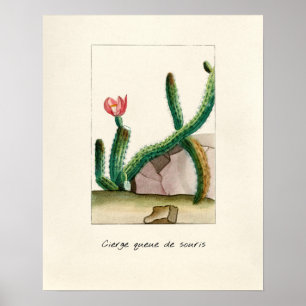 Poster Illustration vintage Cactus