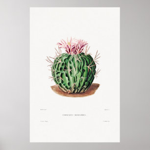 Poster Illustration Vintage Cactus
