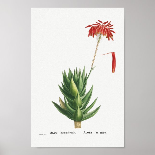 Poster Illustration vintage Cactus (Devant)