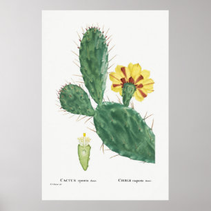 Poster Illustration vintage Cactus