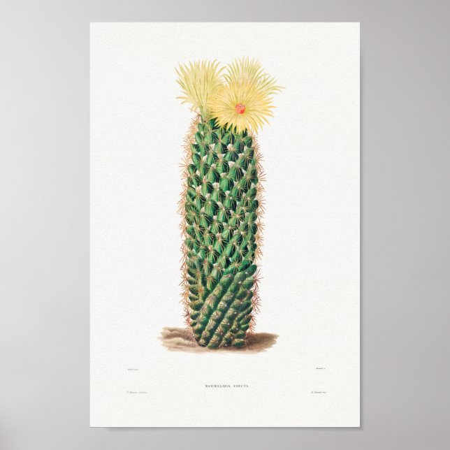 Poster Illustration vintage Cactus (Devant)