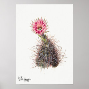 Poster Illustration vintage Cactus