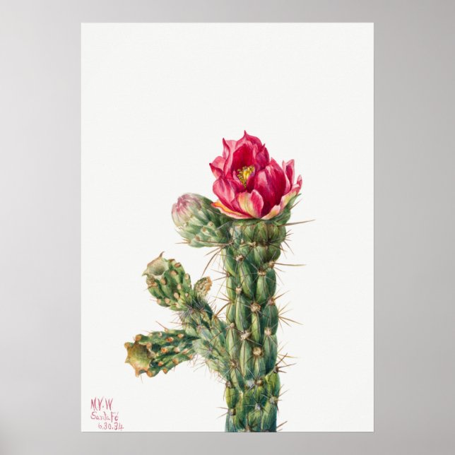 Poster Illustration vintage Cactus (Devant)