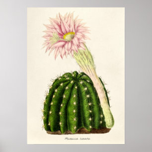 Poster Illustration vintage Cactus