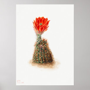Poster Illustration vintage Cactus