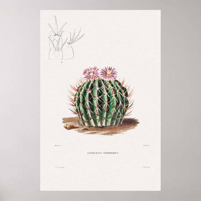 Poster Illustration vintage Cactus (Devant)