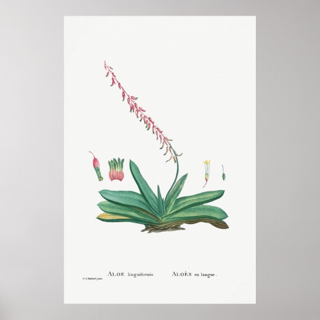 Poster Illustration vintage Cactus/Succulent (Devant)