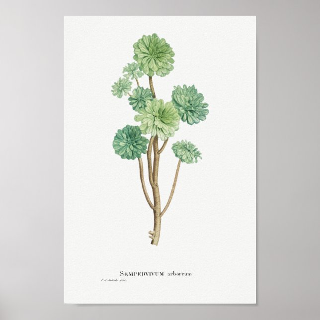 Poster Illustration vintage Cactus/Succulent (Devant)