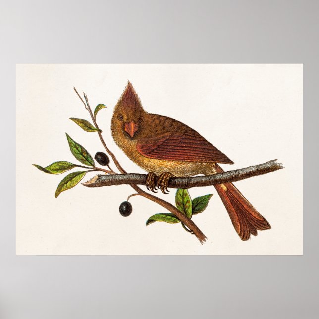 Poster Illustration vintage Cardinal Song - Femme (Devant)