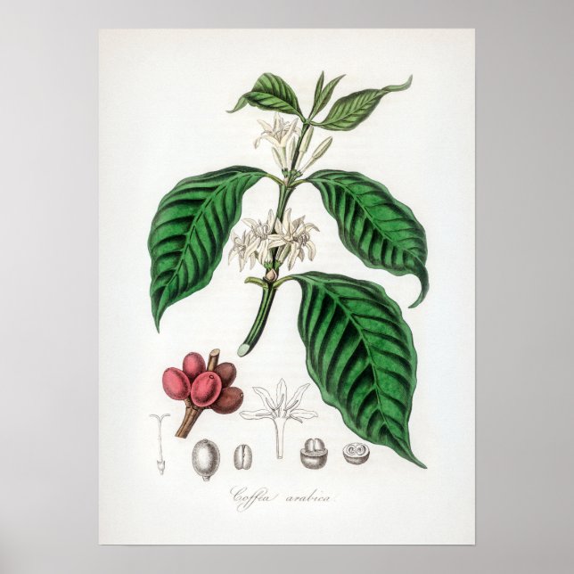 Poster Illustration vintage Coffea arabica (Devant)