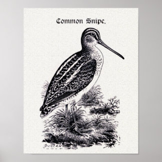 Poster Illustration Vintage "Common Snipe"