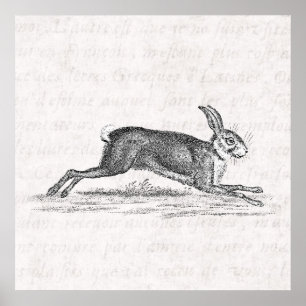 Poster Illustration vintage de 1800s de lapin de lièvres