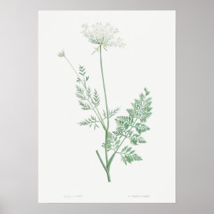 Poster Illustration vintage de carotte sauvage, Botanique