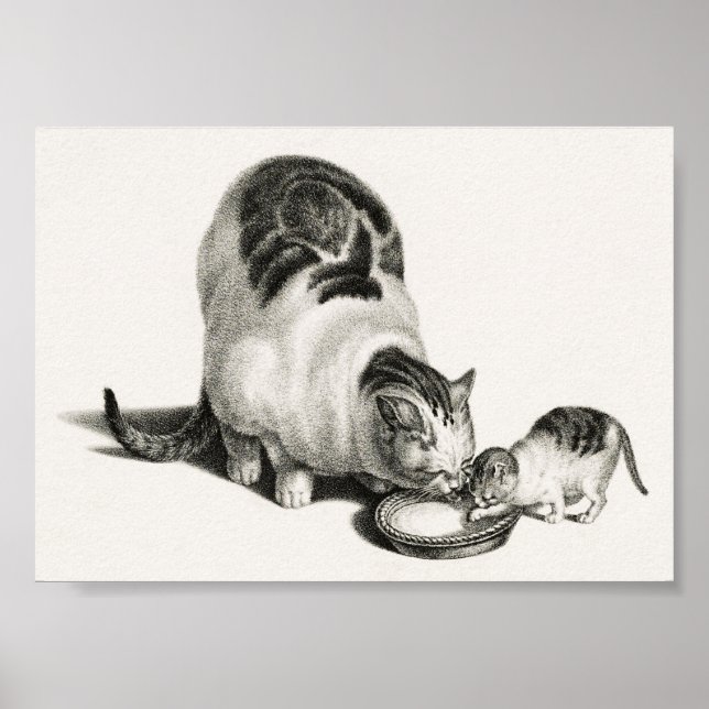 Poster Illustration vintage de chat (Devant)