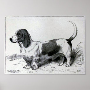 Poster Illustration vintage de chien de "Basset Hound"