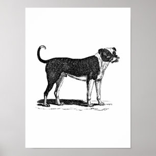 Poster Illustration vintage de chien de bouledogue de