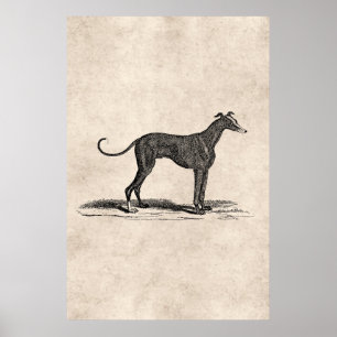 Poster Illustration vintage de Chien de Greyhound datant 