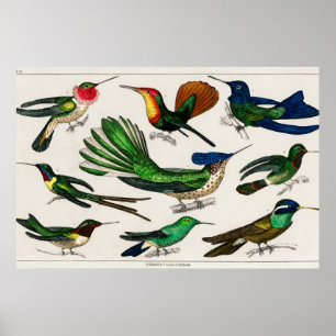Poster Illustration Vintage de colibri