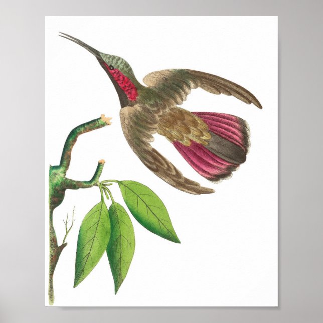 Poster Illustration vintage de colibri (Devant)