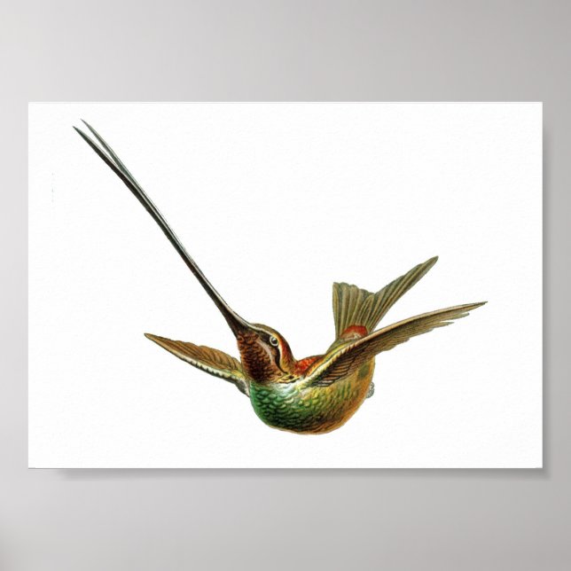 Poster Illustration vintage de colibri (Devant)