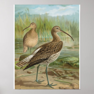 Poster Illustration Vintage de Courlis eurasien