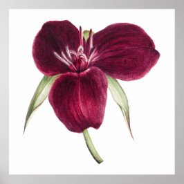 Poster Illustration vintage de floraison de Trillium doux