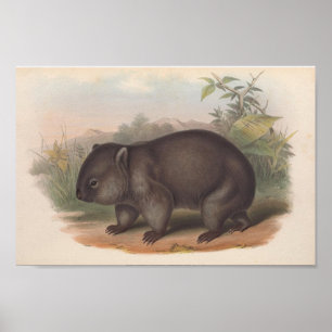 Poster Illustration Vintage de Koala