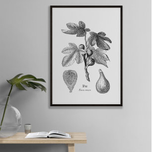 Poster Illustration vintage de la figure botanique