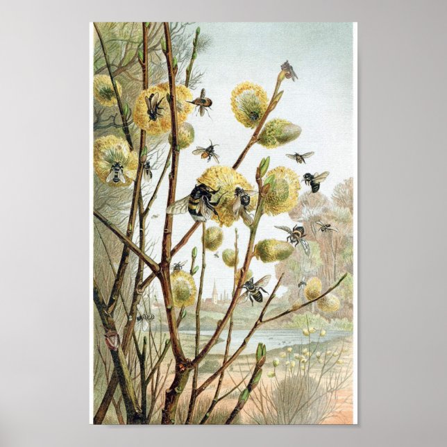 Poster Illustration vintage de l'abeille (Devant)