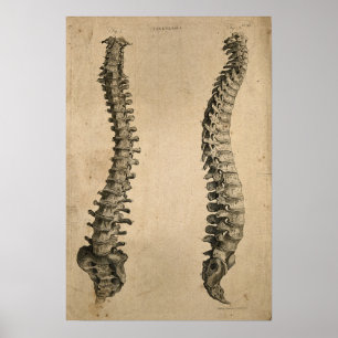 Poster Illustration vintage de l'épine humaine des os