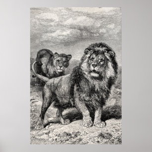 Poster Illustration vintage de Lion Lionesse Big Cat du 1