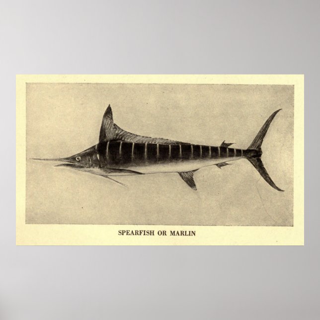 Poster Illustration vintage de Marlin (1921) (Devant)