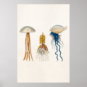 Poster Illustration vintage de méduse des années 1800 - P